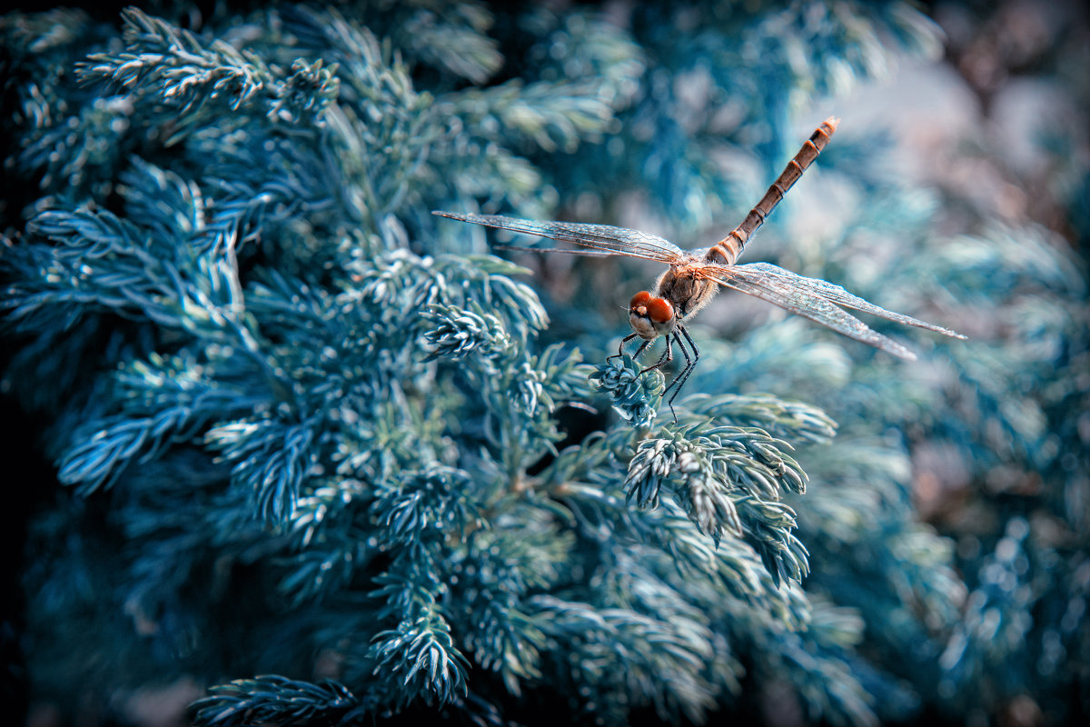 Олег Жилин - macro - Фотоконкурс Epson