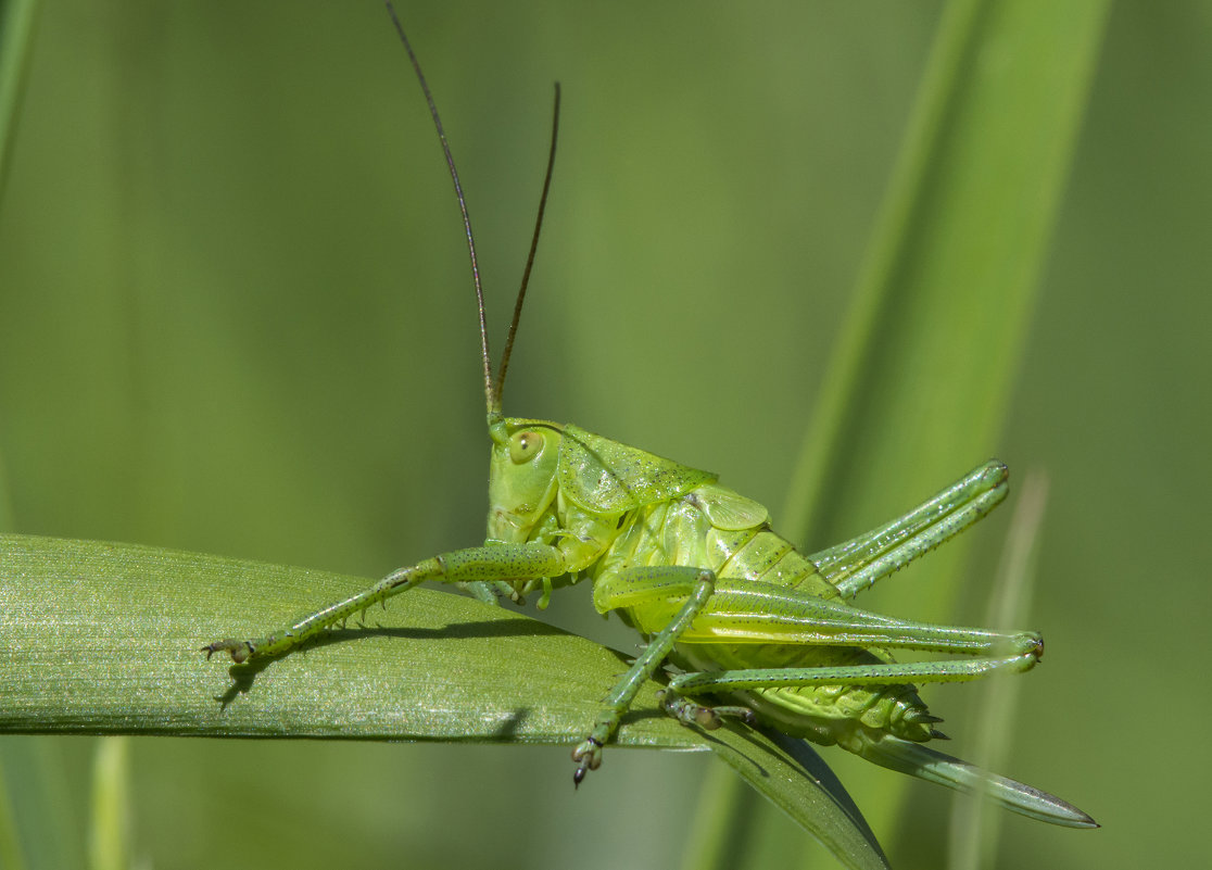 ... - civettina ...