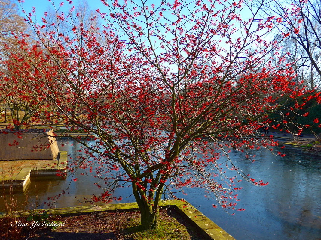 Hamburg. Planten un Blomen - Nina Yudicheva