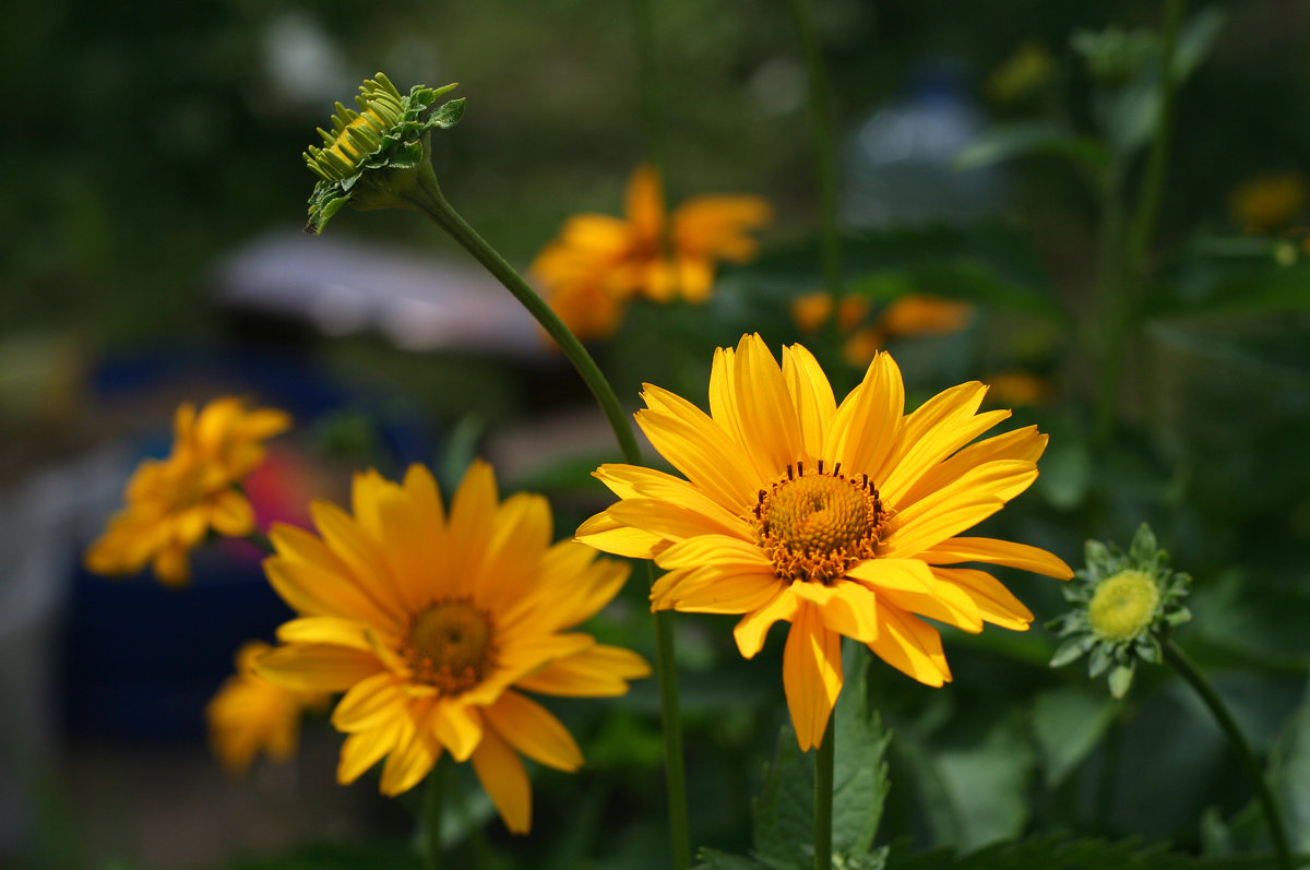 Солнечные цветы - lady-viola2014 -