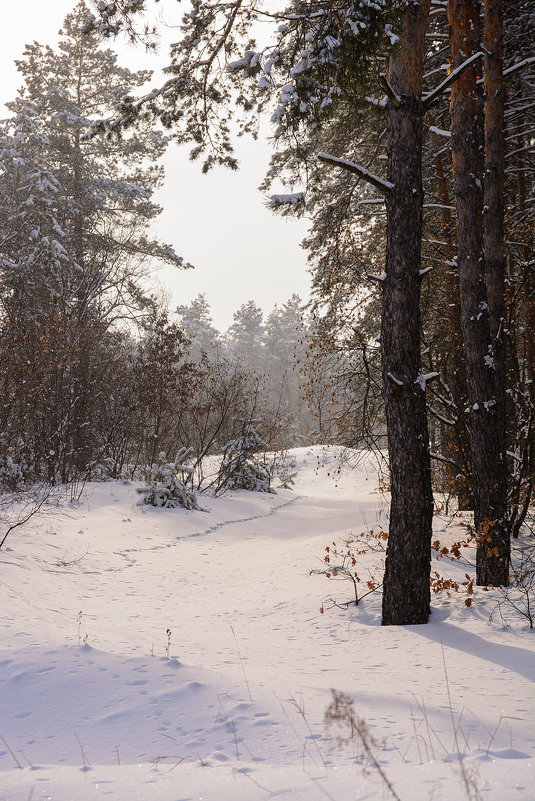 Зимний лес - Виталий Шарипов