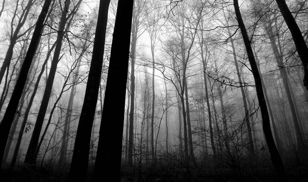 Утро в туманном лесу.. - Эдвард Фогель