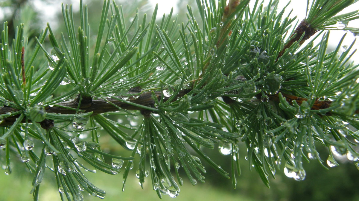 Ветка лиственницы сибирской после дождя - Андрей 