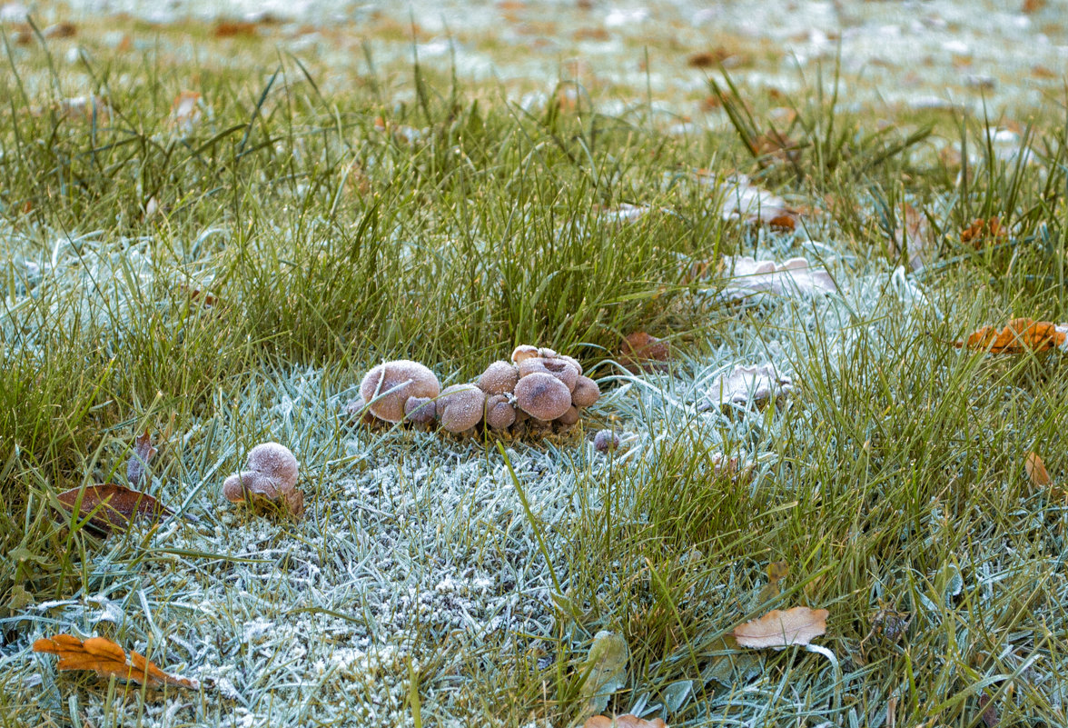 Замороженные грибочки - Наталья Копылова