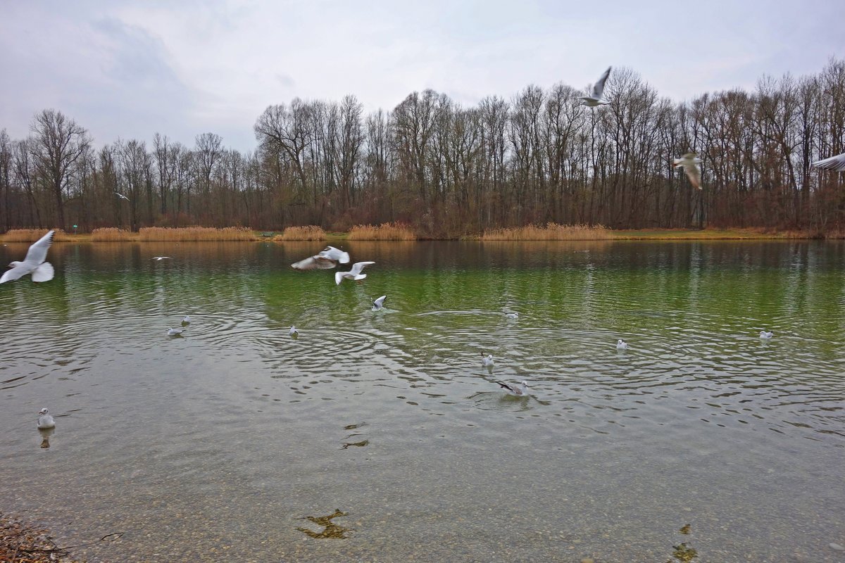 Февраль... Чайки на озере - Galina Dzubina