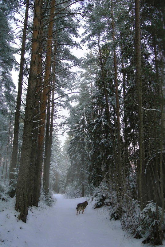 Прогулка в лесу.2 - Валерий Стогов