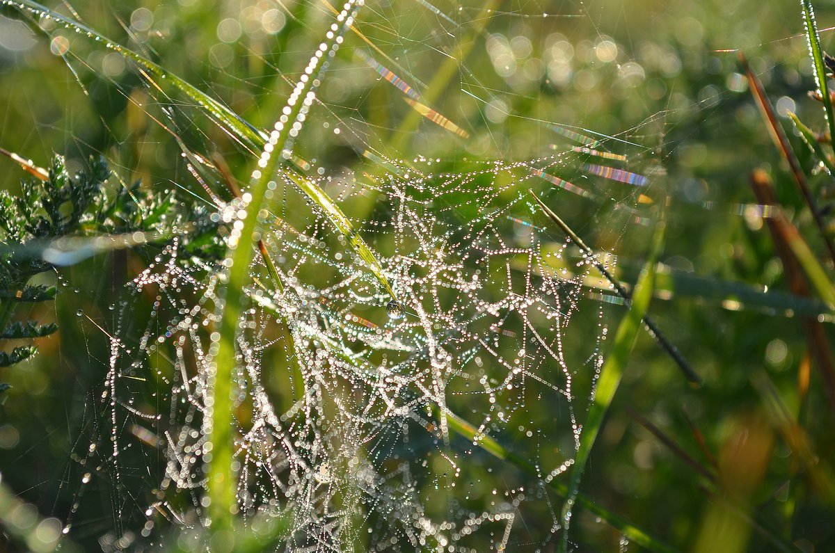 morning dew - Tatiana Kretova