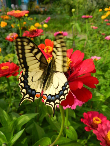 butterfly - ~ Backstage ~ N.