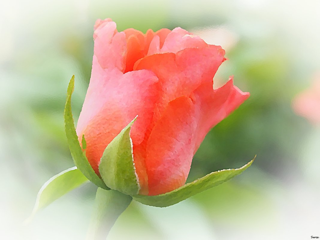 Бутон розы - wea *