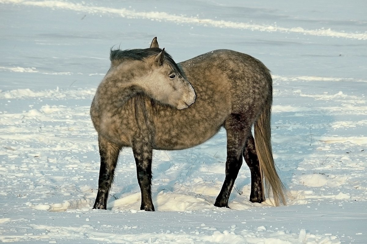 СИБИРСКИЕ  ЛОШАДКИ - Аркадий Иваковский