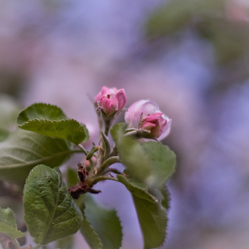 Яблоневый цвет - Ната Кова