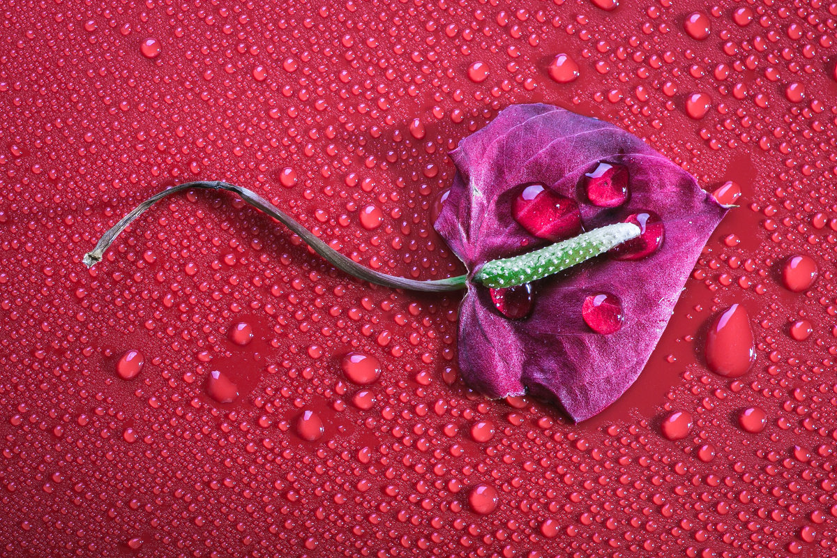 Увядающий цветок... - Sergey Apinis