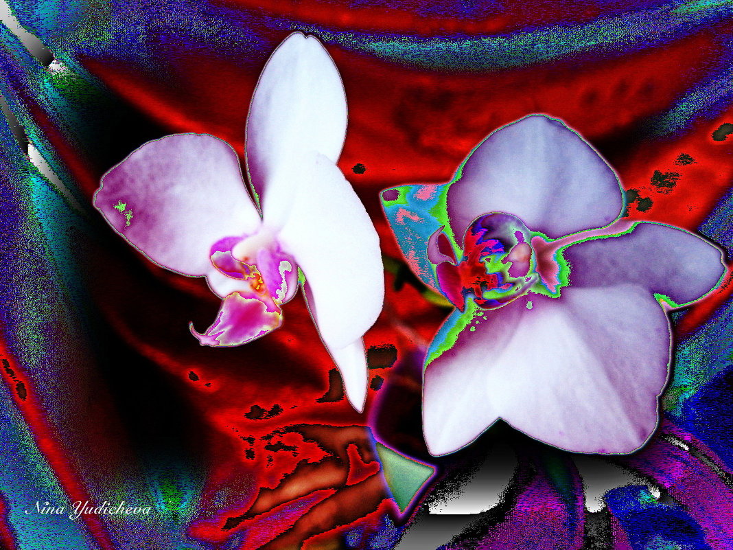 Орхидеи - Nina Yudicheva