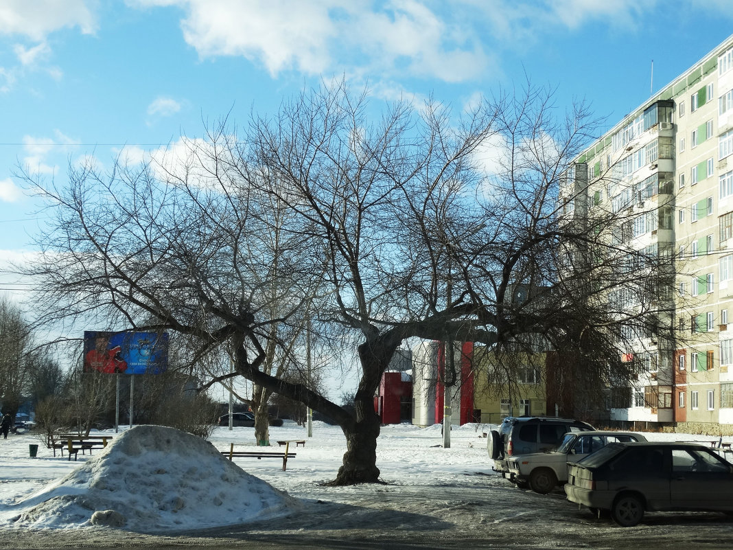 Старое дерево - Александр Подгорный