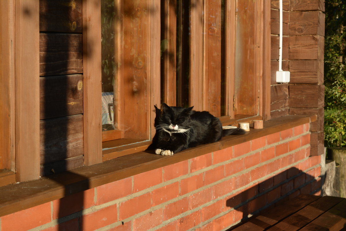 КОТИК НА СОЛНЫШКЕ - Светлана Ларионова