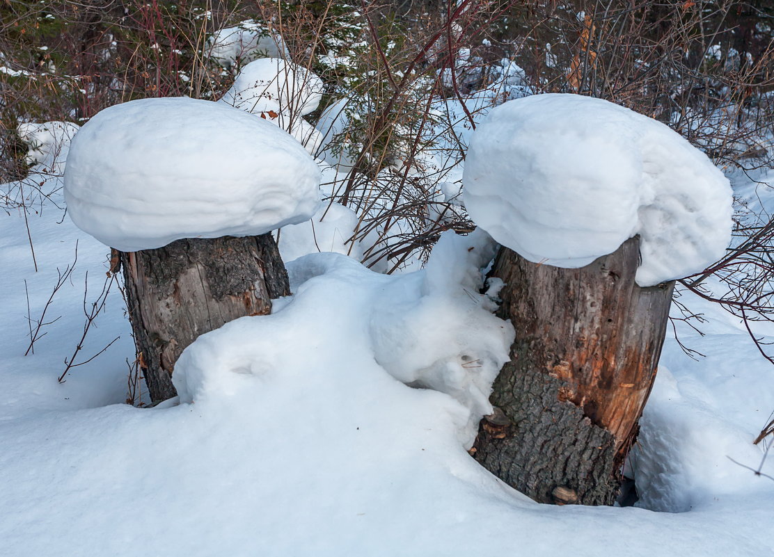 Зимние грибы - Анатолий Иргл