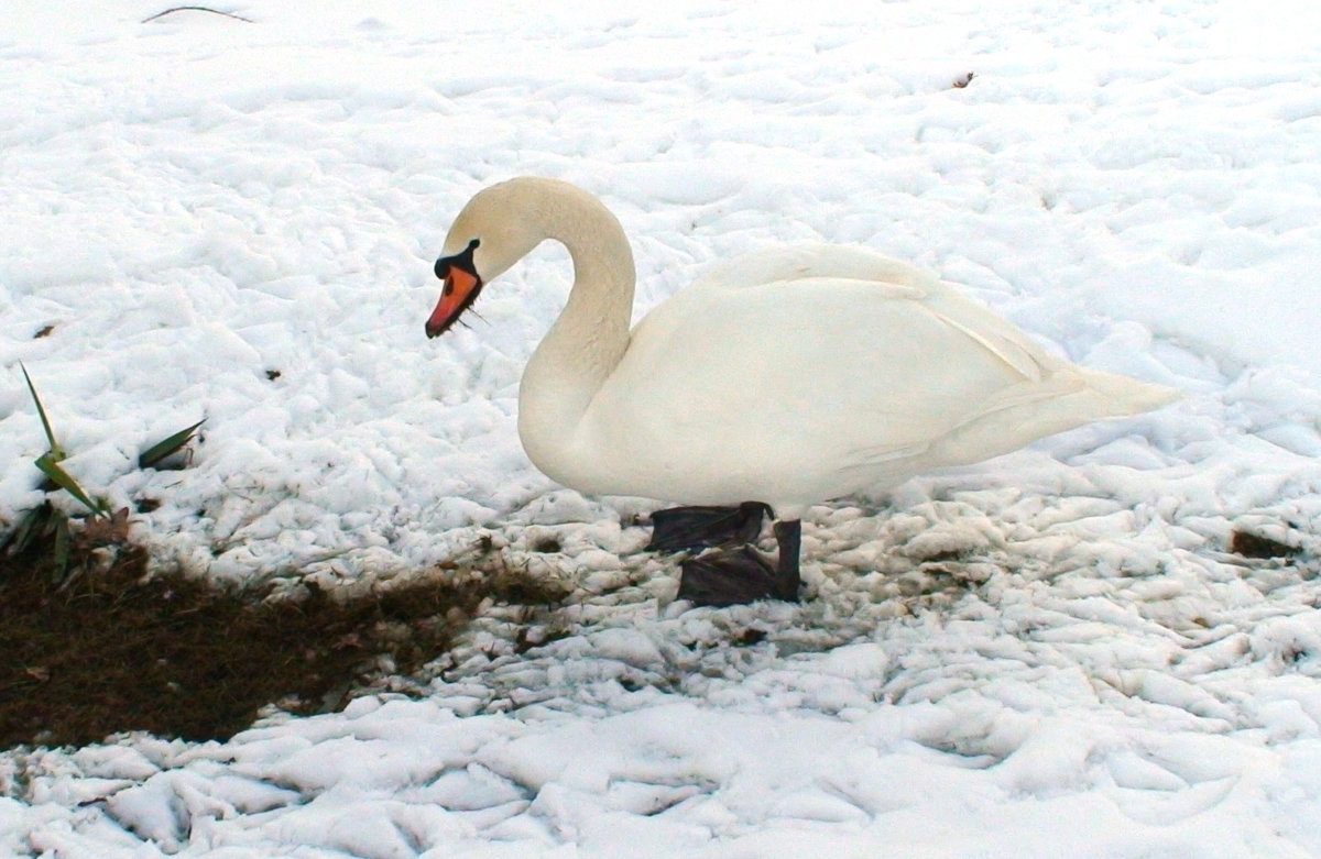 замерзший лебедь на снегу - elena manas