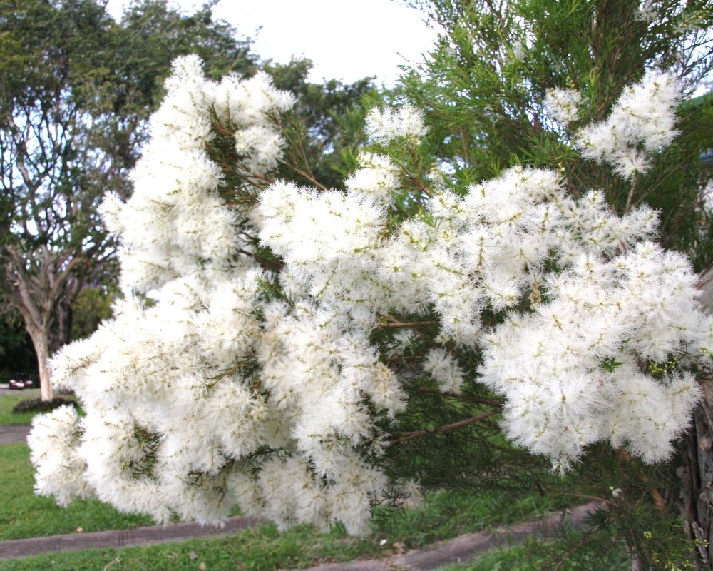 Цветет чайное дерево - Антонина 