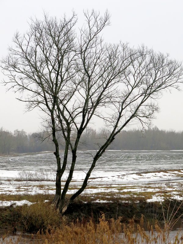 Дерево на берегу реки - Геннадий Храмцов