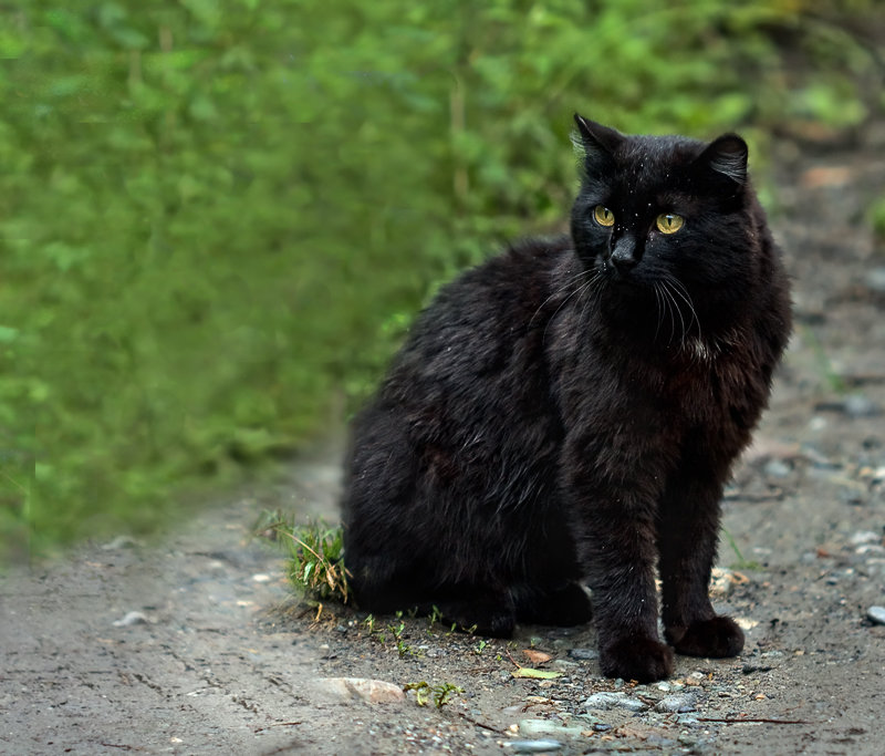 Чёрный кот - Ольга Фролова