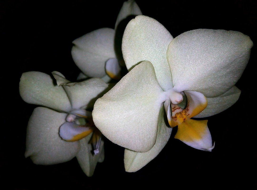 орхидея - Евгения Eva