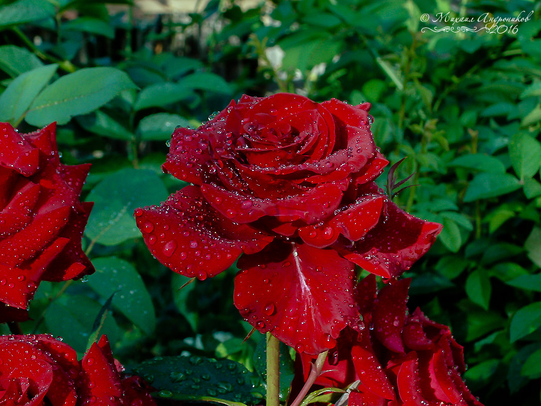 Розы после дождя - Mikhail Andronikov