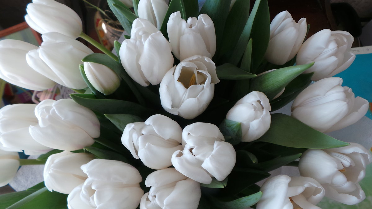 Белые тюльпаны - Валентина Юшкова