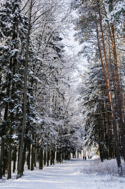 *** - Анна Маклакова