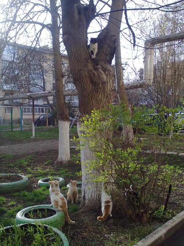 Кошечка и мартовские коты! - Варвара 