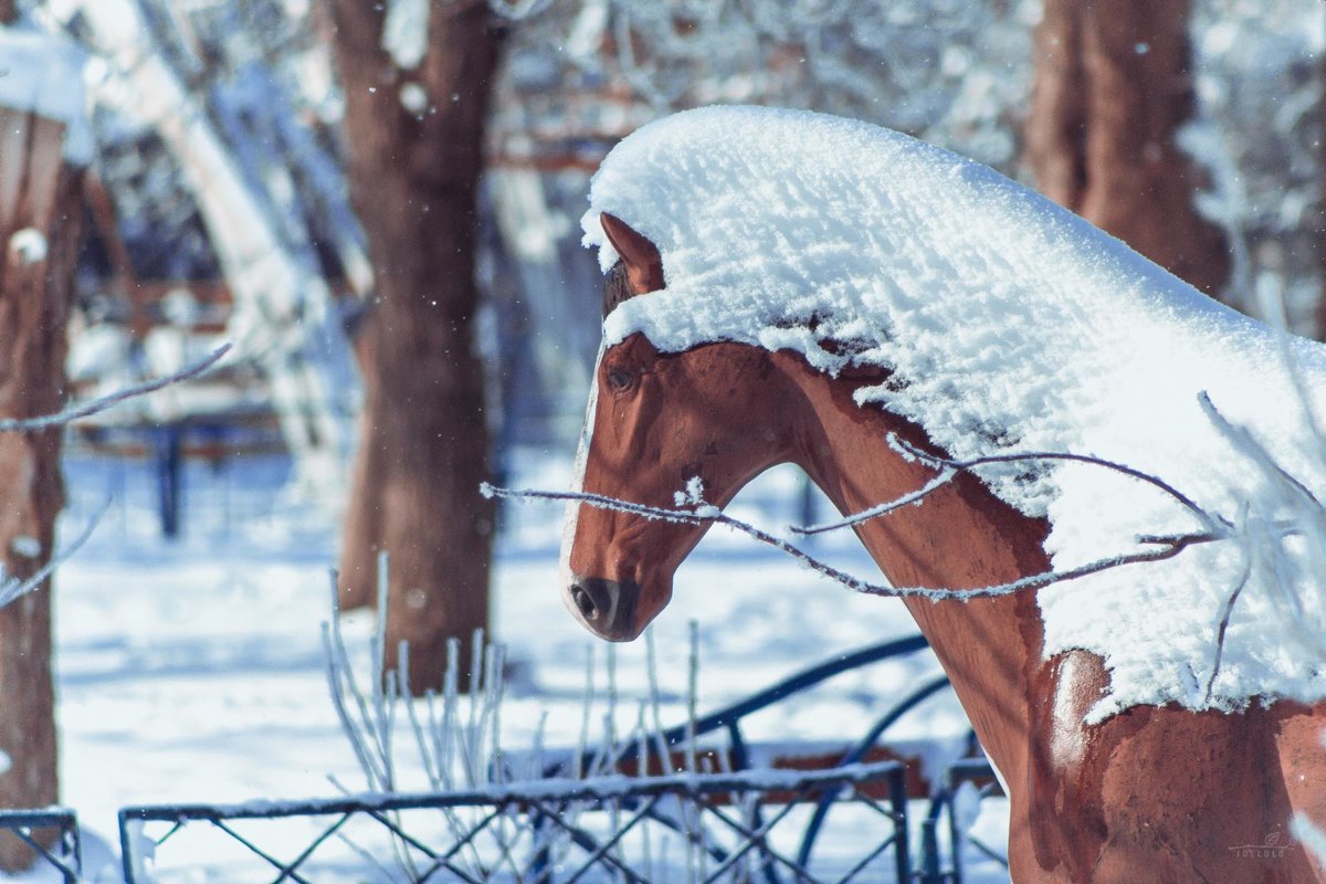 Снежная Лошадь - Оксана Летняя
