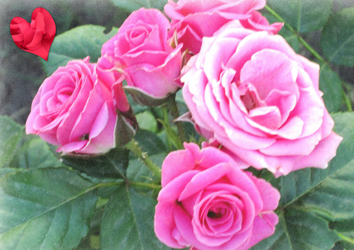 Розы для любимых подруг... - Тамара (st.tamara)