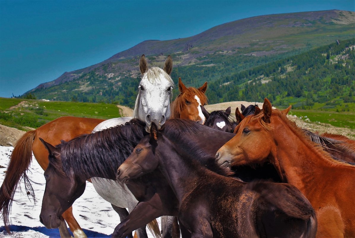 Лошади в горах - Сергей Чиняев 
