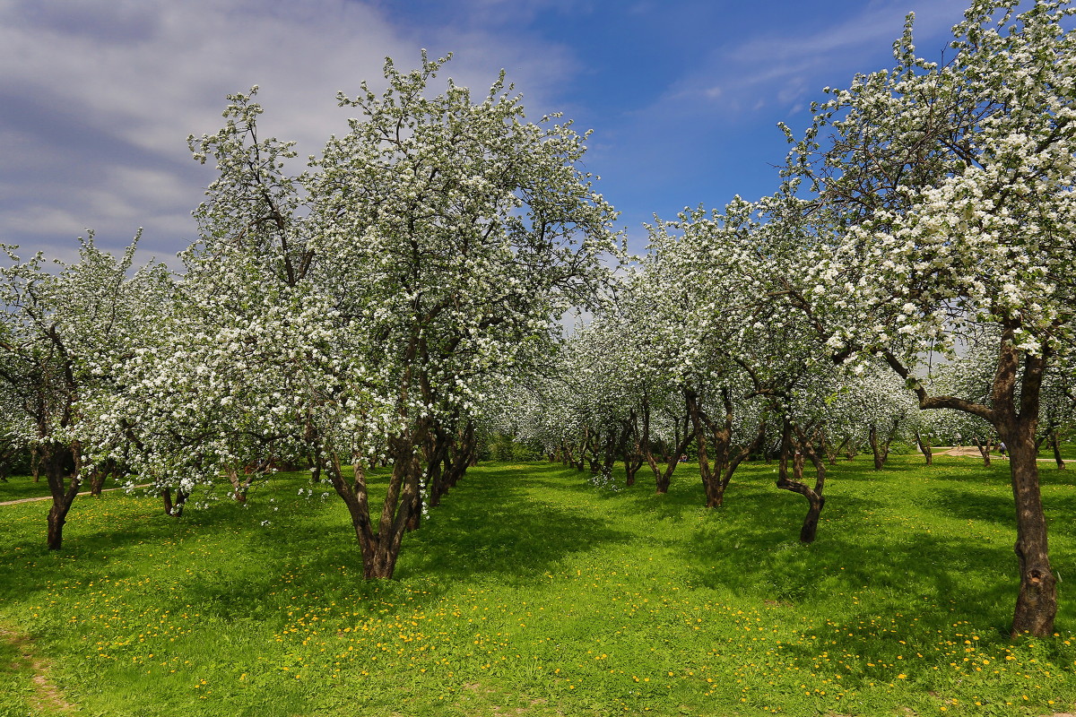 яблоневый сад коломенское - юрий макаров