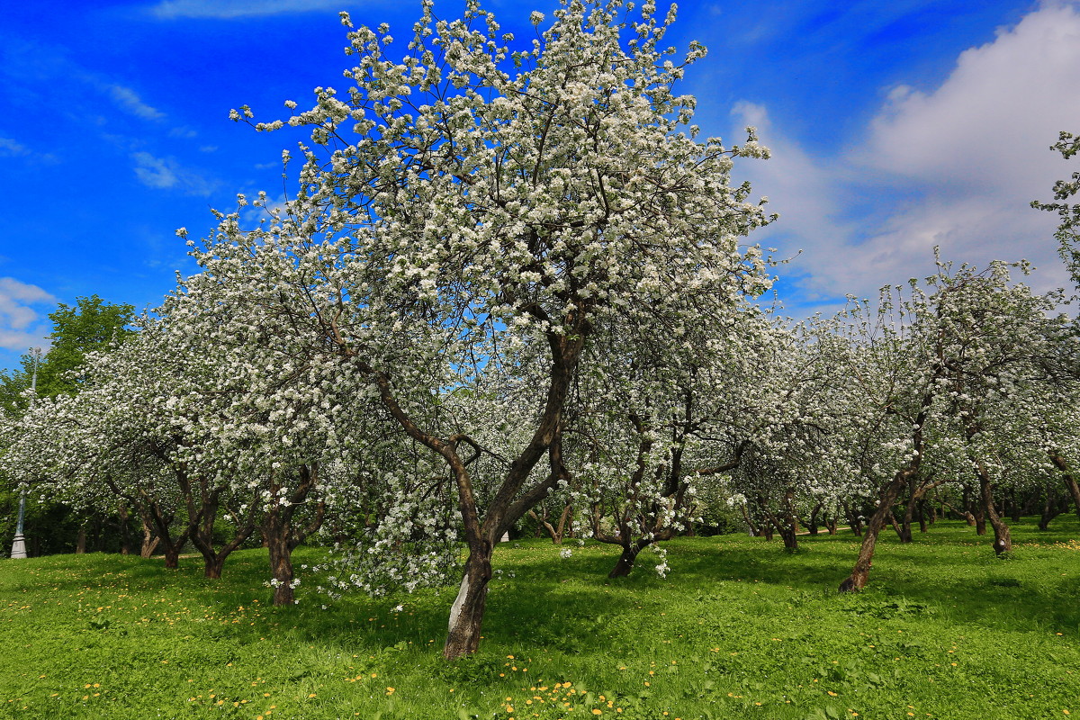 яблоневый сад коломенское - юрий макаров
