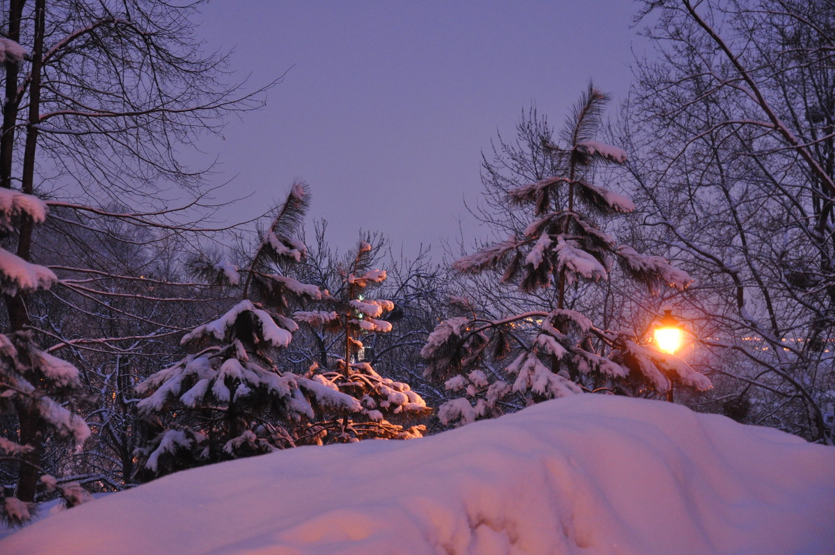 Утро в зимнем парке - dizelma Бак