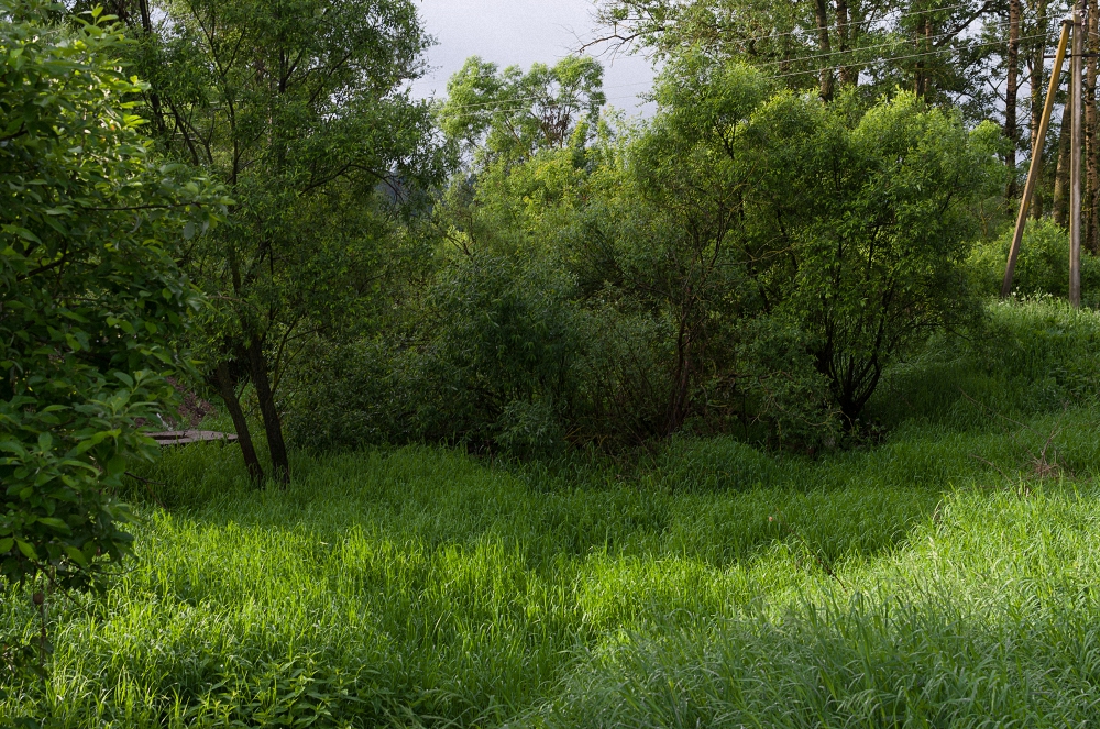 Многообразие оттенков зелени весной. - Andrei Dolzhenko