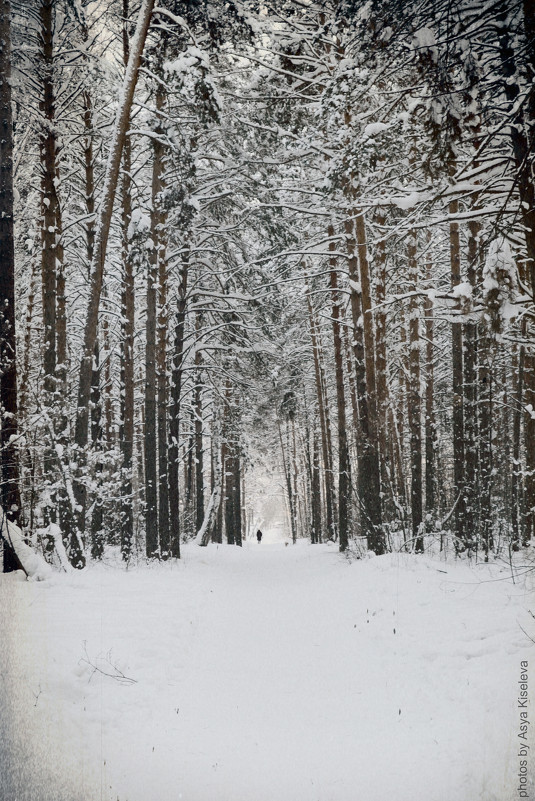 Зимний лес - Александра Киселева