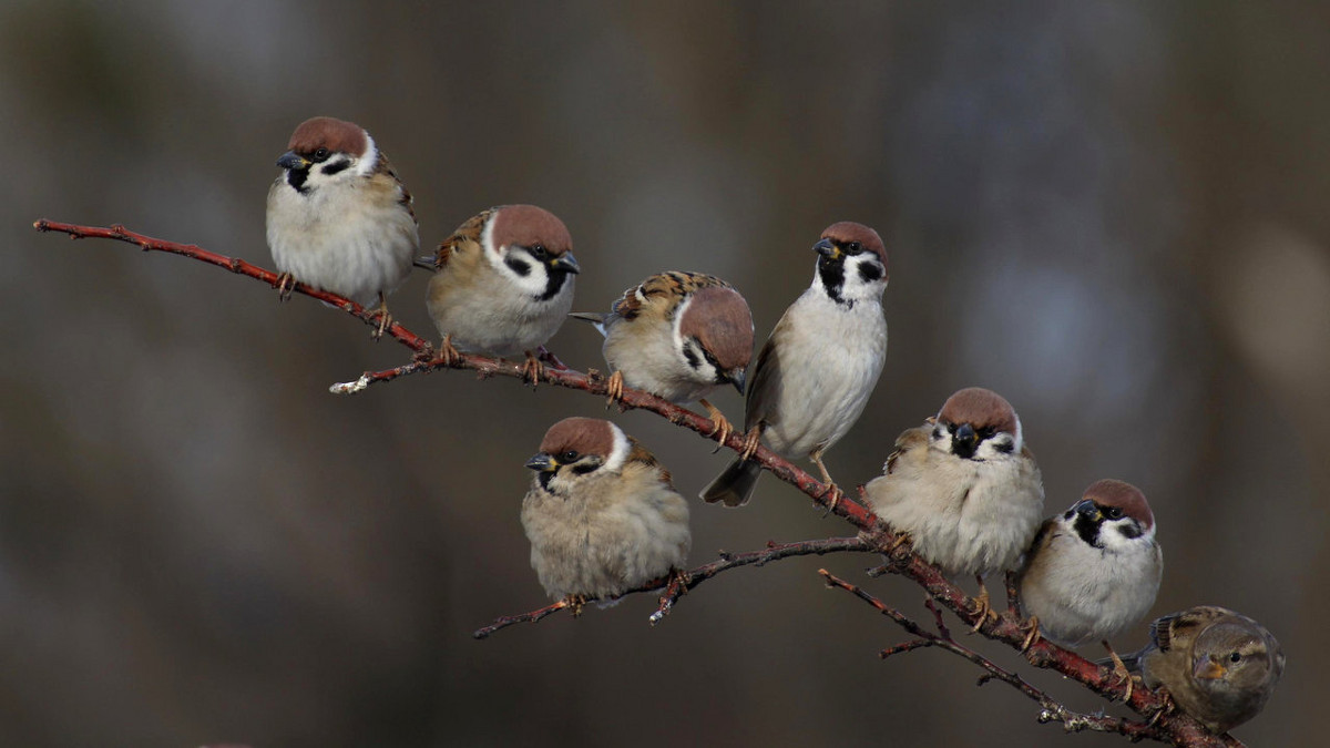 the sparrows - an0xx 