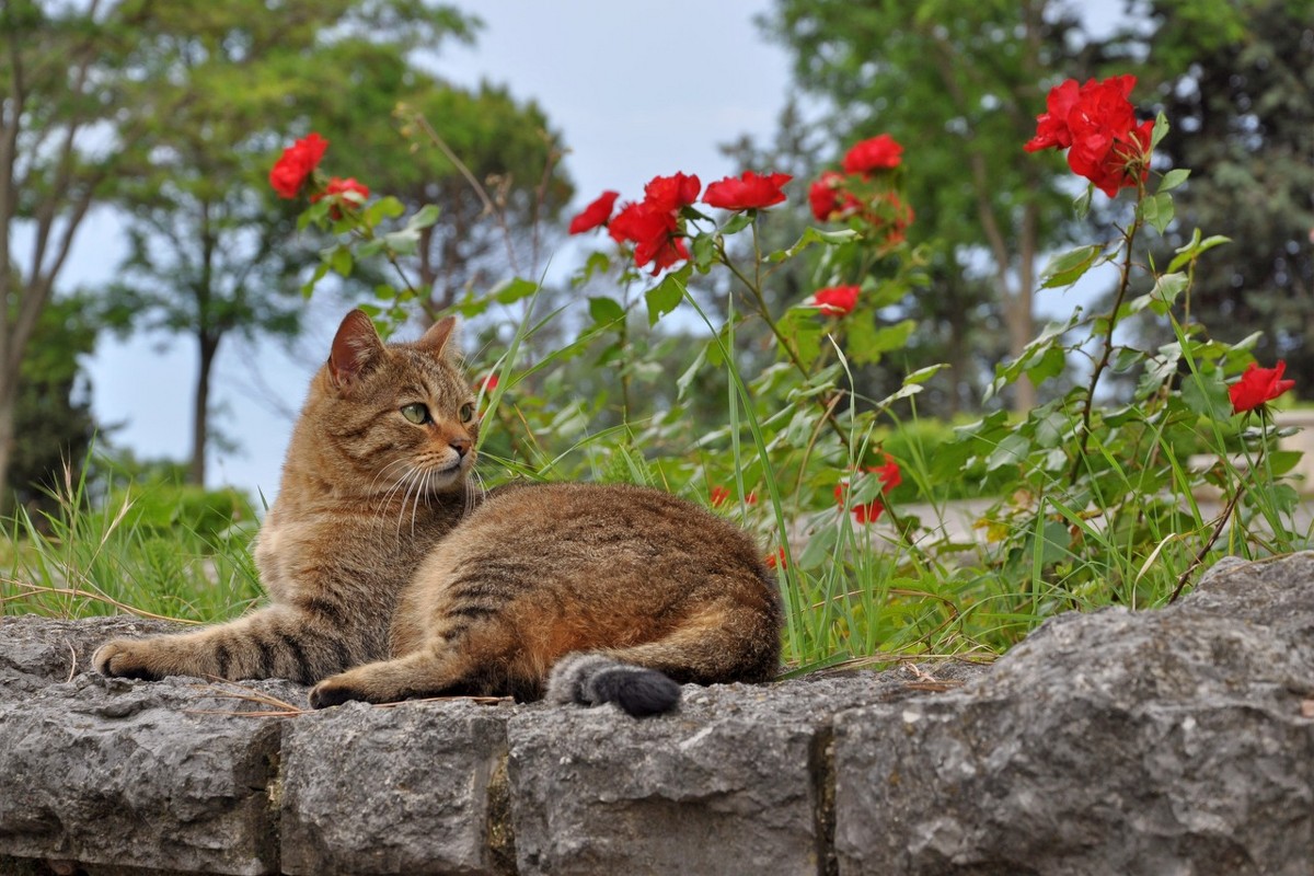 Котэ - Владимир 