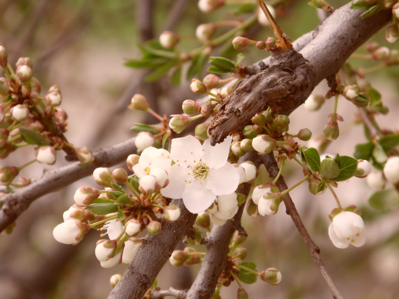 Spring - Алина 