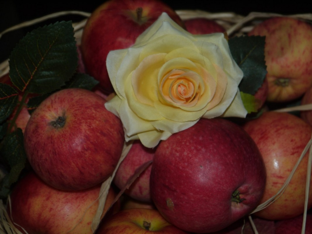 роза в яблоках - Мария 