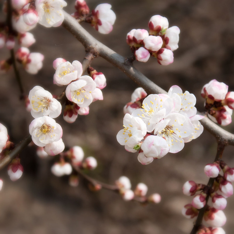 Sakura - marylika 