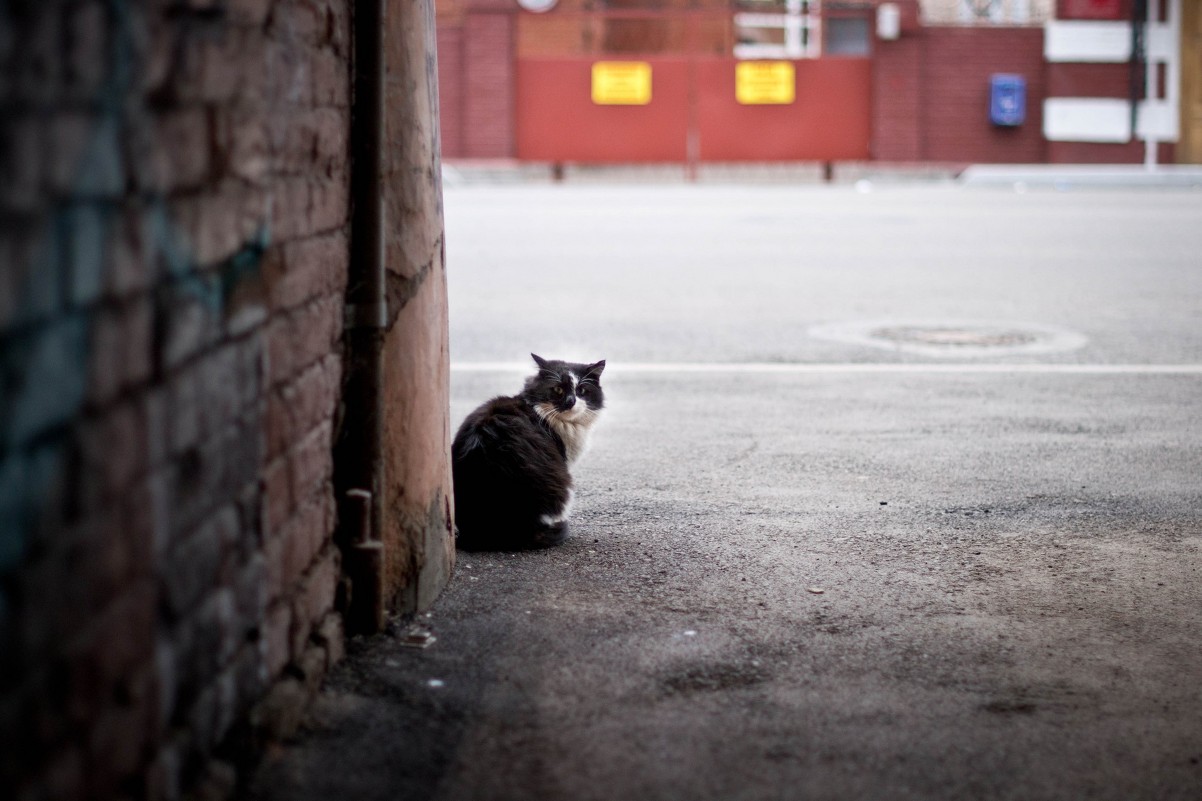 Бездомный кот - Елена 