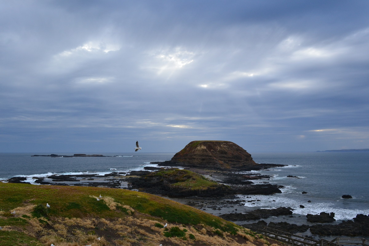 Philip Island,Australia - елена Shs