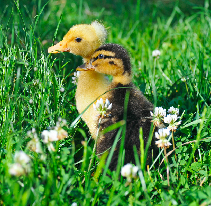 two little ducks - Галина Валюшко