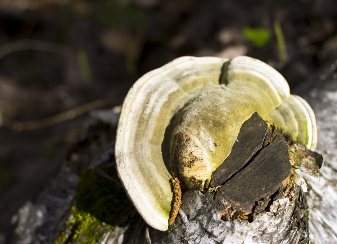 Древесный гриб - Aurling 