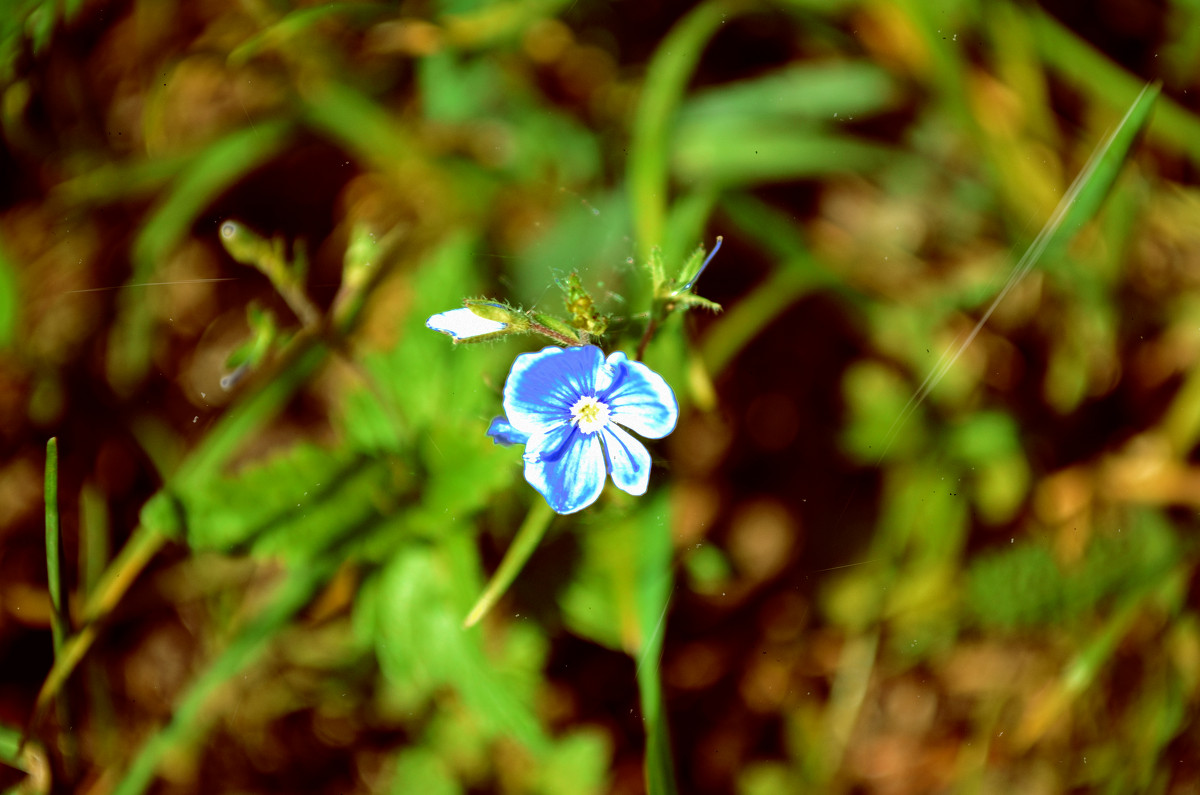 цветочек - olenka92 