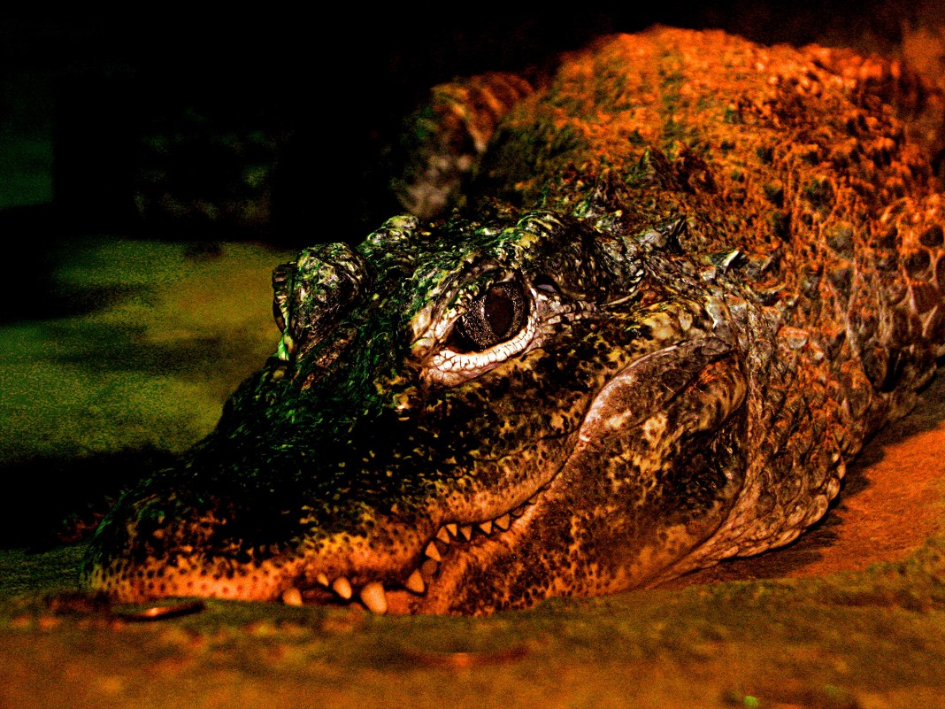 Крокодил - Kerrin Regen