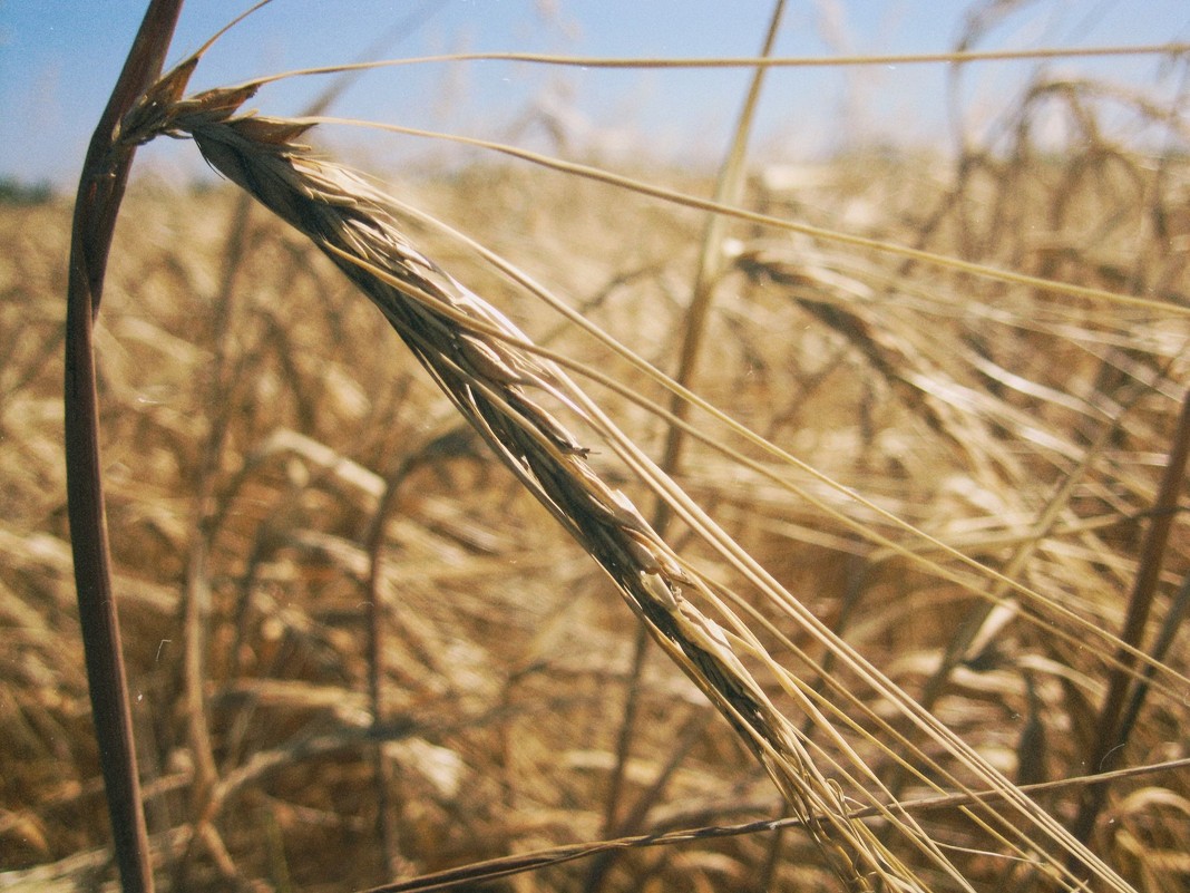 Пшеница - Maxim Voyko