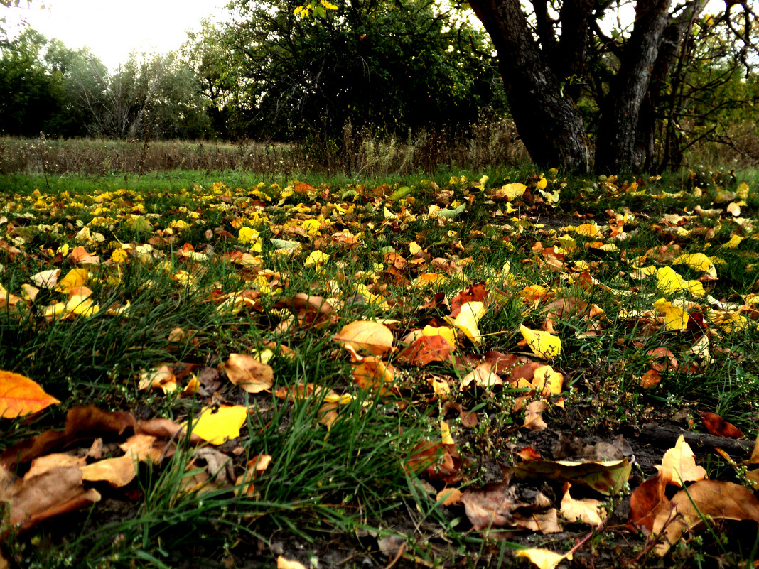 Падают желтые листья - Дмитрий Тарарин